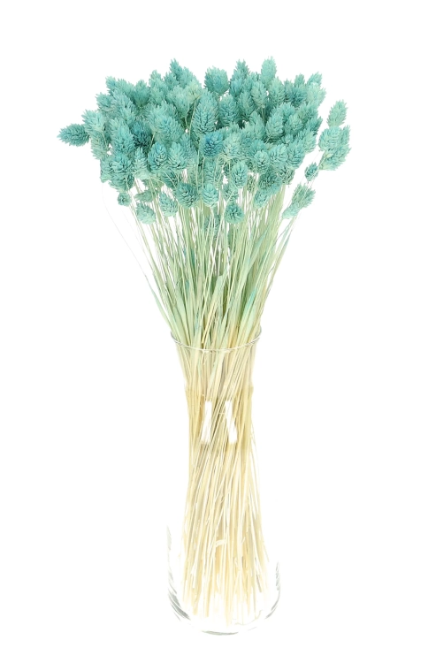 Dried baby blue Phalaris - canary grass ~80 stems
