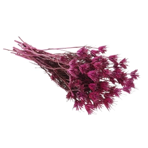 Dried plum purple Nigella orientalis - bunch