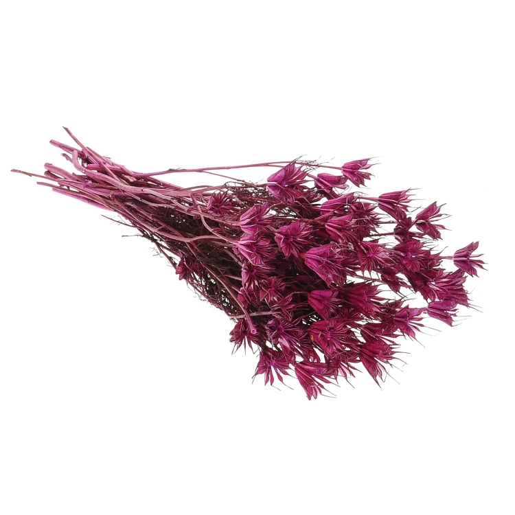 Dried plum purple Nigella orientalis - bunch