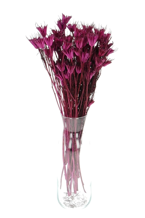 Dried plum purple Nigella orientalis - bunch