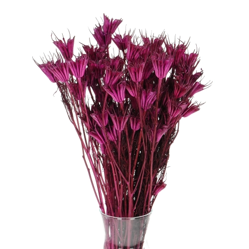 Dried plum purple Nigella orientalis - bunch