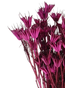 Dried plum purple Nigella orientalis - bunch