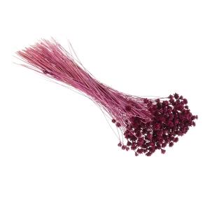 Dried purple Hill Flower - bouquet ~150 pcs. - dried flowers
