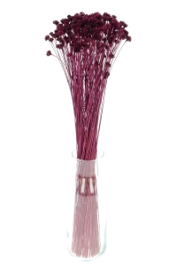 Dried purple Hill Flower - bouquet ~150 pcs. - dried flowers