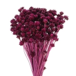 Dried purple Hill Flower - bouquet ~150 pcs - dried flowers
