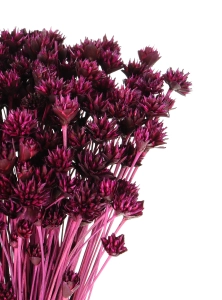 Dried purple Hill Flower - bouquet ~150 pcs. - dried flowers