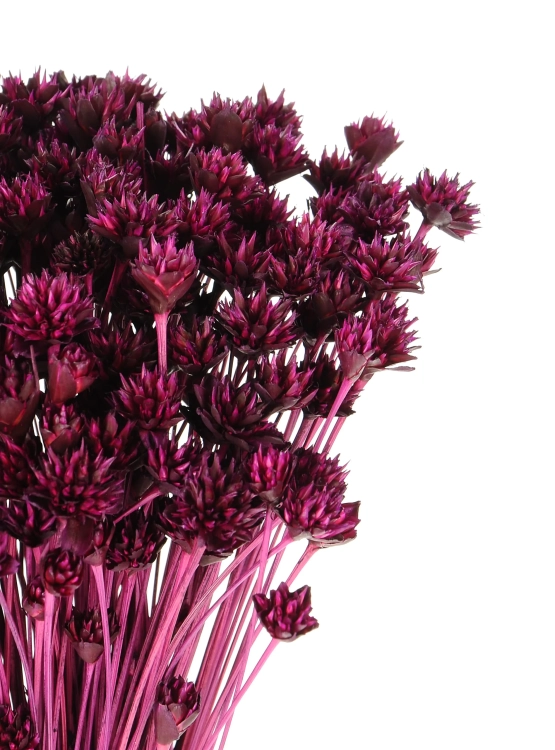 Dried purple Hill Flower - bouquet ~150 pcs. - dried flowers