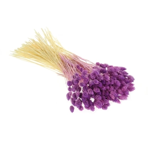 Dried purple Phalaris - canary grass ~80 stems