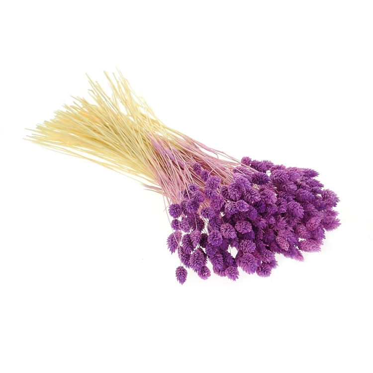 Dried purple Phalaris - canary grass ~80 stems