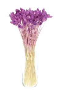 Dried purple Phalaris - canary grass ~80 stems