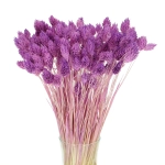 Dried purple Phalaris - canary grass ~80 stems