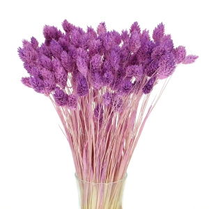 Phalaris (Kanariengras), violett ~80 Stk. - Trockengräser