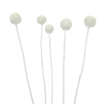 Dried white craspedia - bouquet of 5 pcs - dried flowers