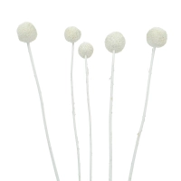 Dried white craspedia - bouquet of 5 pcs - dried flowers