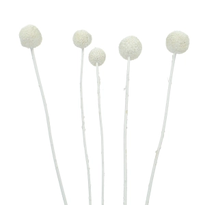 Dried white craspedia - bouquet of 5 pcs - dried flowers