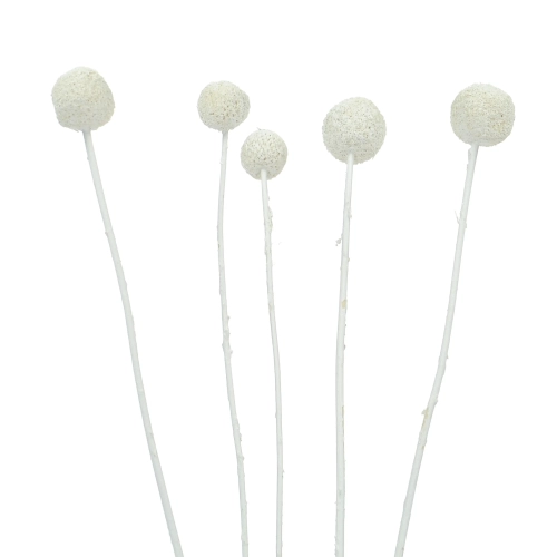 Dried white craspedia - bouquet of 5 pcs - dried flowers