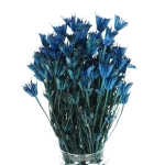 Nigella orientalis, blau - Strauß - Trockenblumen