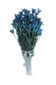 Suszona czarnuszka orientalna (Nigella) niebieska - bukiet
