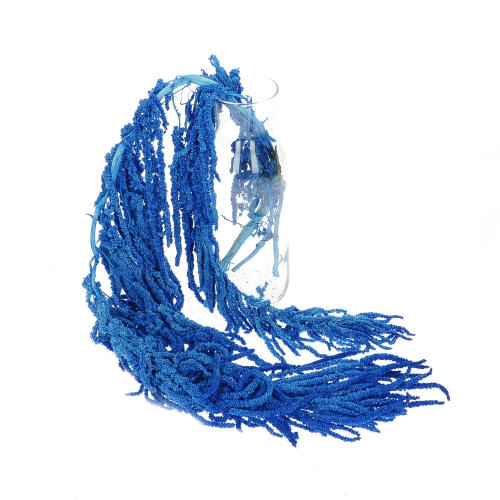 Preserved blue love-lies-bleeding, Amaranthus - bunch