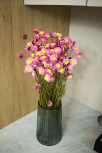 Suszony suchlin różowy (Acroclinium, Helipterum) - bukiet - suszone kwiaty