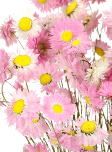 Suszony suchlin różowy (Acroclinium, Helipterum) - bukiet - suszone kwiaty