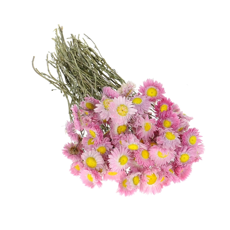 Suszony suchlin różowy (Acroclinium, Helipterum) - bukiet - suszone kwiaty