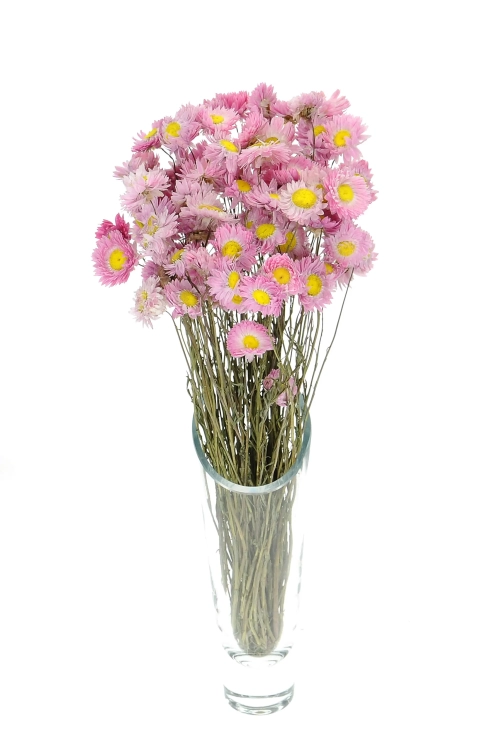 Suszony suchlin różowy (Acroclinium, Helipterum) - bukiet - suszone kwiaty