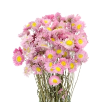 Dried flowers - pink Acroclinium, sunray - bunch