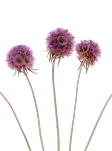 Dried lilac Scabiosa stellata - bunch 5 stems