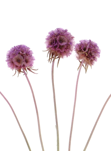 Dried lilac Scabiosa stellata - bunch 5 stems