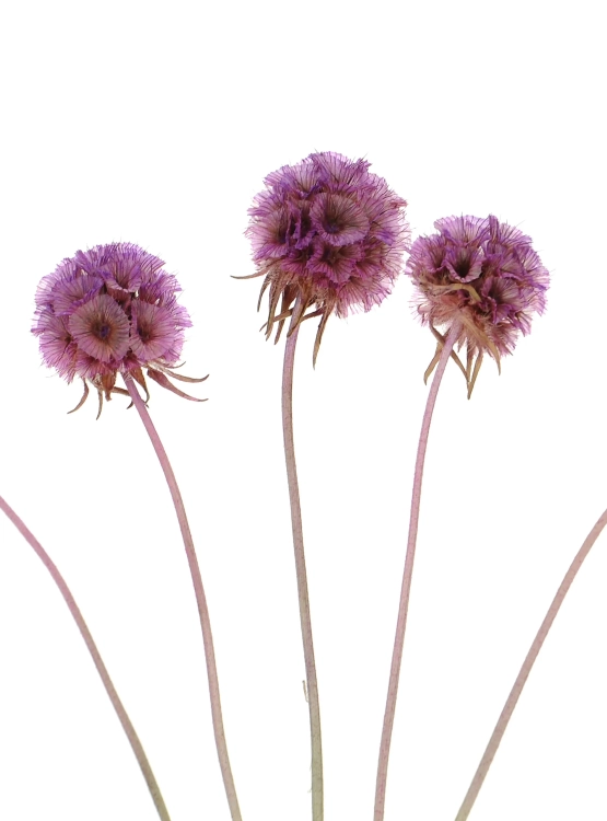 Dried lilac Scabiosa stellata - bunch 5 stems
