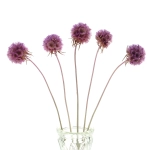 Dried lilac Scabiosa stellata - bunch 5 stems
