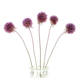 Dried lilac Scabiosa stellata - bunch 5 stems