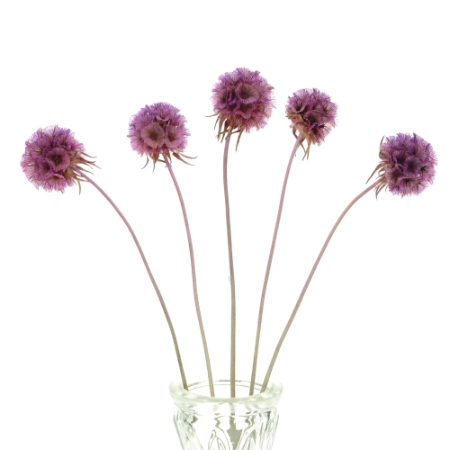 Dried lilac Scabiosa stellata - bunch 5 stems