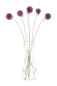 Dried lilac Scabiosa stellata - bunch 5 stems