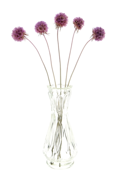 Dried lilac Scabiosa stellata - bunch 5 stems