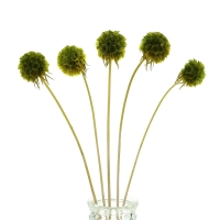 Dried green Scabiosa stellata - bunch 5 stems