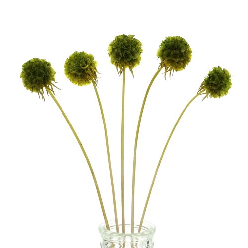 Suszona driakiew (Scabiosa stellata) zielona - bukiet 5 szt.