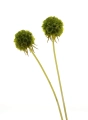 Suszona driakiew (Scabiosa stellata) zielona - bukiet 5 szt.