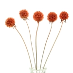 Dried orange Scabiosa stellata - bunch 5 stems