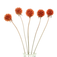 Dried orange Scabiosa stellata - bunch 5 stems