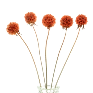 Suszona driakiew (Scabiosa stellata) pomarańczowa - bukiet 5 szt.