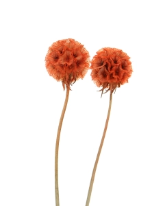 Suszona driakiew (Scabiosa stellata) pomarańczowa - bukiet 5 szt.