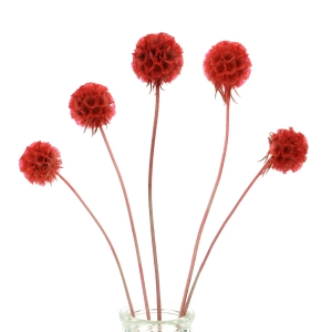 Suszona driakiew (Scabiosa stellata) czerwona - bukiet 5 szt.