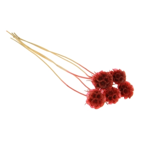 Dried burgundy red Scabiosa stellata - bunch 5 stems