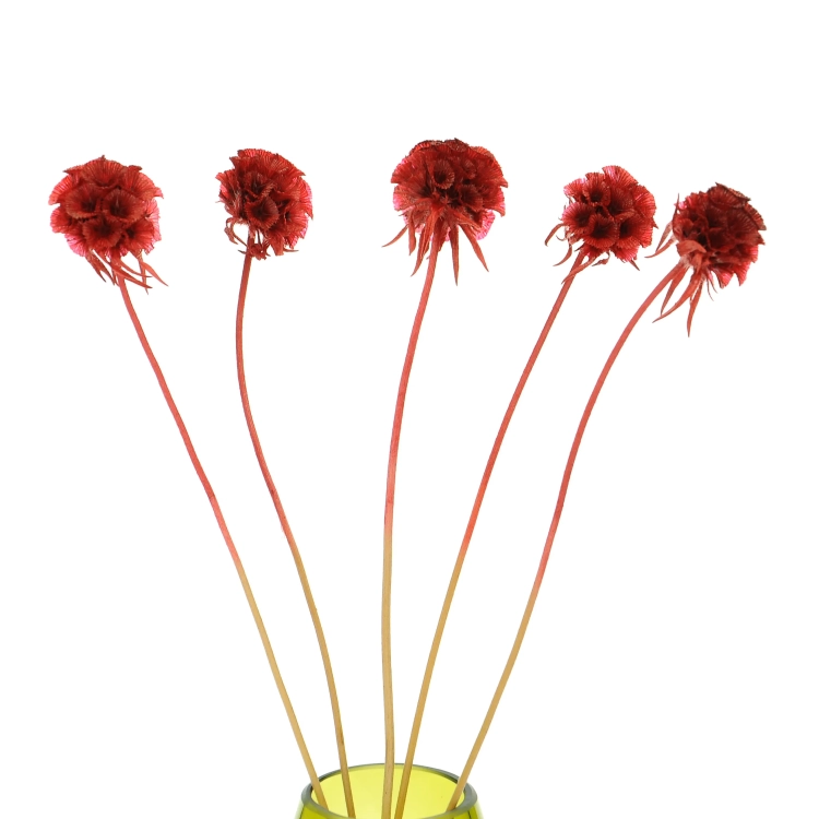 Dried burgundy red Scabiosa stellata - bunch 5 stems