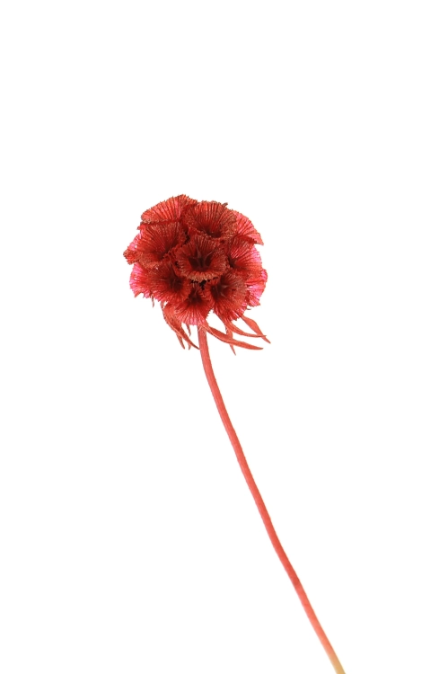 Dried burgundy red Scabiosa stellata - bunch 5 stems