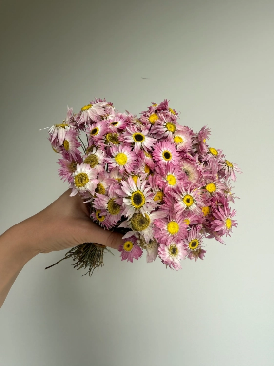 Suszony suchlin różowy OUTLET