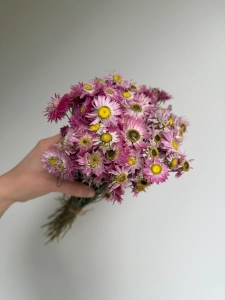 Suszony suchlin różowy OUTLET