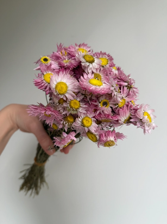 Suszony suchlin różowy OUTLET